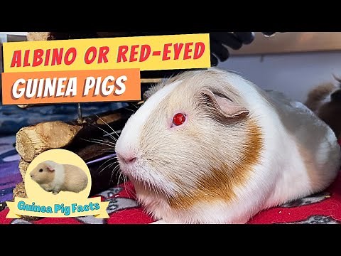 ALBINO vs RED-EYED GUINEA PIG - 7 DIFFERENCES (WORLD’S BEST GUIDE)