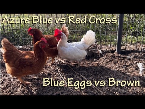 Azure Blue Chicken Update. Are They Worth It?