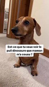 Une note sur /10 pour le pull ? 🥰 CD : @reggie_the_veggie_man — Pour ceux souhaitant adopter un teckel, nous avons conçu un guide complet sur la race ⤵️ - Préparation à l’adoption - Recommandation d’élevages - Accueil à la maison, éducation Et d’autres chapitres pour vous aider à réussir votre adoption sans stress ! 👉 Disponible en cliquant sur le lien en bio ou sur www.teckeltrotteur.com #teckel #teckeltrotteur #teckelofinstagram #teckelpuppy #teckellove #teckellovers #chiensaucisse | Teckel 