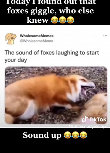 Do Foxes Laugh When Tickled? Watch This Hilarious Video!