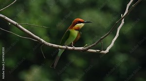 Chestnut-headed Bee-eater Merops leschenaulti, Khao Yai National Park, Thailand; perched in the middle of a bare branch, scans from left to right locking on a prey, dives down to capture its meal.