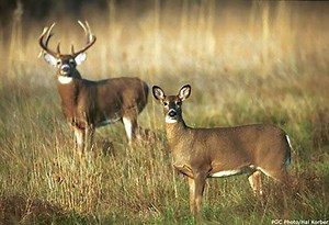 Concurrent buck-doe firearms season statewide, more Sunday hunting approved by Game Commission
