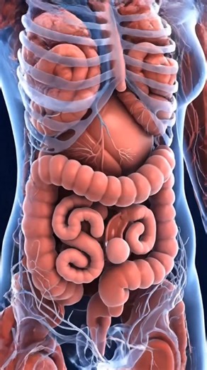 Inside the Human Intestine | How Intestines Move Food
