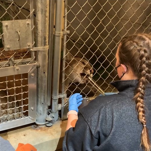 Ever seen a mountain lion get their blood pressure taken… with their tail? 🐈 For Elsa, this is all thanks to voluntary care training. This type of training gives animals choice and control in their own healthcare, allowing us to collect important health information while keeping experiences calm, low-stress, and anesthesia-free. Elsa started training for voluntary blood pressure readings on Oct. 21 this past year, and by Nov. 26 she proudly completed her first real blood pressure reading! We wo