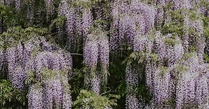 Comment planter et entretenir la glycine ?