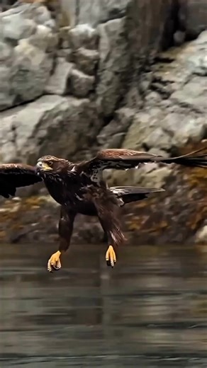 Amazing Eagle Hunt in Action