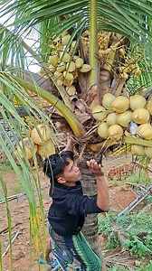 stuck to the yellow coconut | Jall Af