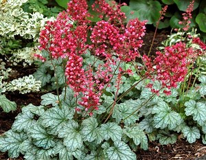 Heuchera ~ Everything You Need to Know with Photos | Videos