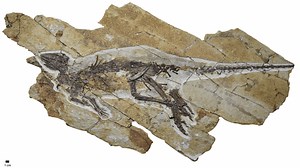 Tiny dinosaur chirped like birds, Jurassic-era throat bones reveal