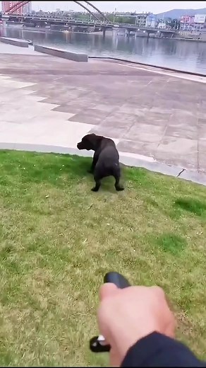 Ultrasonic Dog Repeller for Outdoor Safety