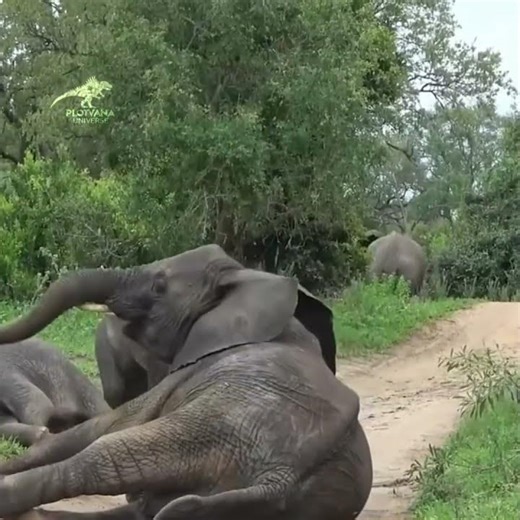 Drunk Elephants? This Footage Will Shock You! 🐘 #elephants #wildlife #nature #animalfacts