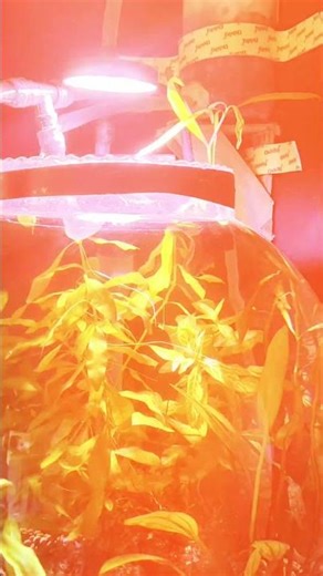 beta fish in planted fish bowl