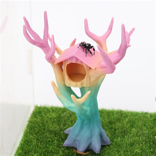 Watch Jumping Spider Tree on Amazon Live