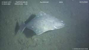 WATCH: Halibut are born swimming like Atlantic Cod, with eyes on both sides of their heads. As they grow (by the time they are about six months old), one eye migrates to the right side, and the young halibut begins swimming sideways, with both eyes on the top of its body. | Oceana Canada