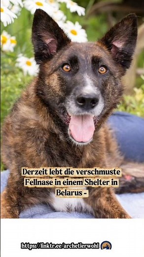 ❤️‍🩹 RONI – a strong little heroine is looking for her own basket ❤️‍🩹