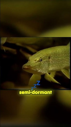 Why you aren't catching fish in spring: The 3 phases you need to know.