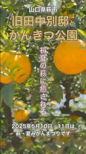 初夏の萩。夏みかんの花香る、旧田中別邸〜かんきつ公園 #萩市 #short