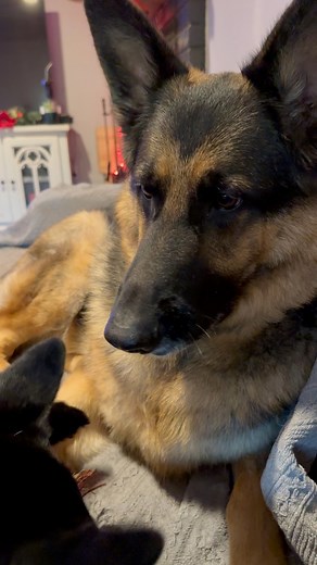 German shepherd being GRUMPY at his SISTER 😡🚨 #germanshepherd #germanshepherdpuppy #germanshepherdsofinstagram #gsd #gsdlife #gsdofinstagram #reels #reelsviralシfb | Zeus and Luna