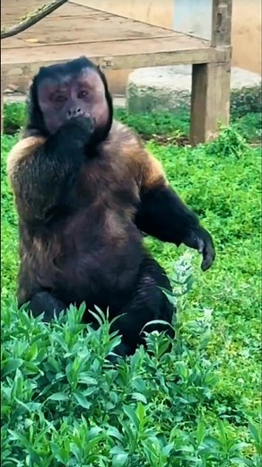 Black-Capped Capuchin – The Tool-Using Monkey