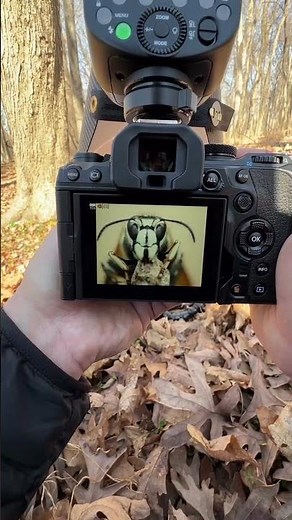 Focus Stacking with Olympus OM System #naturephotographers #nature #macrocaptures