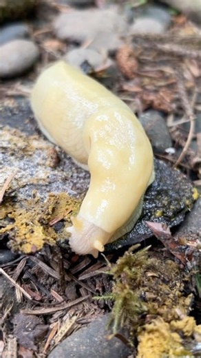 Three Pacific Banana Slugs