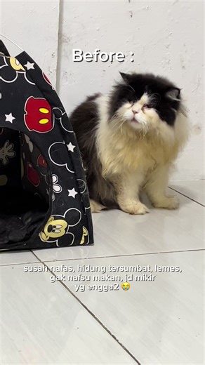 Understanding Gold Virus in Cats