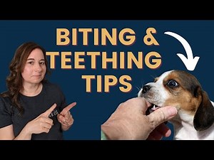 Quick Puppy Teething Solutions – Easy Tips That Work