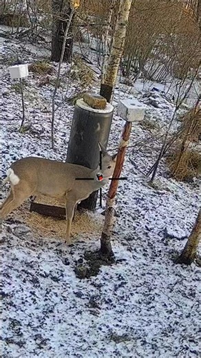 I Was Mid-Step When I Saw This Goat 🔥🔥 #hunting