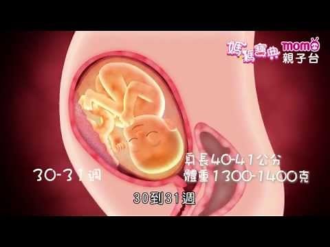 孕期發展篇 ▶ 3【第三孕期｜28~40週 胎兒發展 動畫】媽媽寶典S1｜嬰兒成長狀況｜寶寶長大過程｜懷孕婦女身體照護｜新手爸媽育兒好幫手｜電視節目【親子台｜官方HD｜精華版】momokids