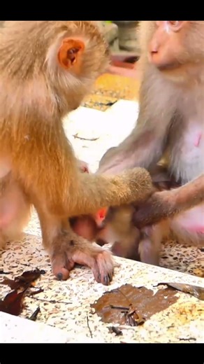 Monkey species: The Bad Guy and the Clever Monkey