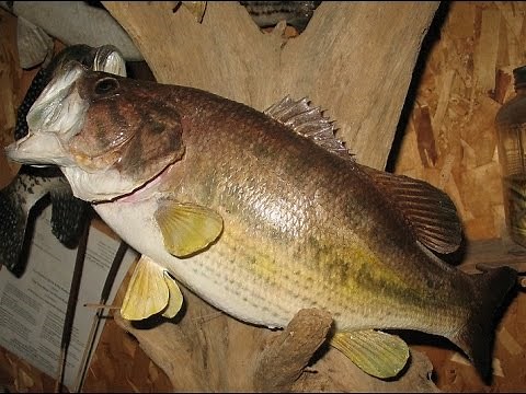 FISH TAXIDERMY - BASS - Making a Form - Video 2 of 5