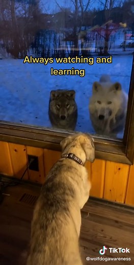 Georgina @ Wolfdog Awareness on TikTok