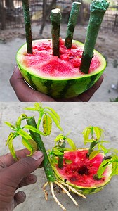 223K views · 2.5K reactions | Growing mango trees from mango cuttings#graftingtree #compost #diycrafts #Avon #reels #reelsvideoシ #diy #rosegardening #fruittree #gardeninspiration #viral #gardenlove #GardenDesign #mita #Gardening #wallhanging #matirchula #crafting #jutecrafts | Rana Craft | Facebook