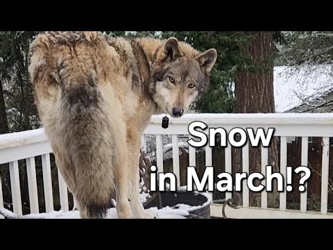 Wolf's Snowy Surprise ❄️ (And Her New Hobbit Hole!) #petwolf #honeythewolf #wolf