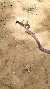 7.3K views · 127 reactions | Cobra vs Mongoose | Snake Boss | Facebook