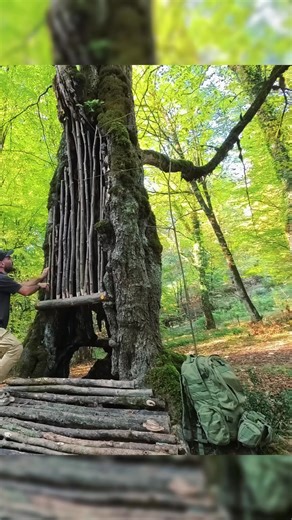 Building a Secret Underground Shelter Inside a Massive Oak Tree 🌳 #BushcraftEurope #SurvivalSkills #HiddenShelter #OutdoorLifeEU #forestliving
