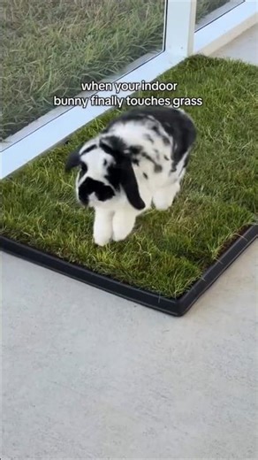 When A Bunny Truly Trusts You🐰