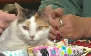 'Pet Pals TV': Cats Haven