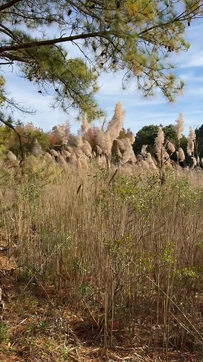 11/7/25 Part 2 almost 4 hours of hard driving chases today with my buddy Jeff from Briar Patch Beagles. Windy and we need rain but these 10 hounds put on a show. | StarBuck Beagles | Facebook