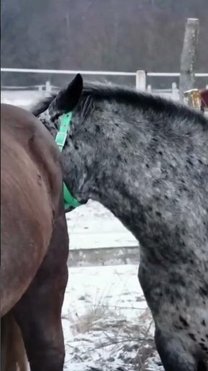 Excited Stallion Reacts to Iriska 🐎❤️ | Rare Horse Moment | Shorts