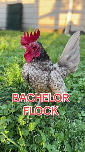 Meet the Funniest Bachelor Flock of Kikiriki Roosters 🐓🥰