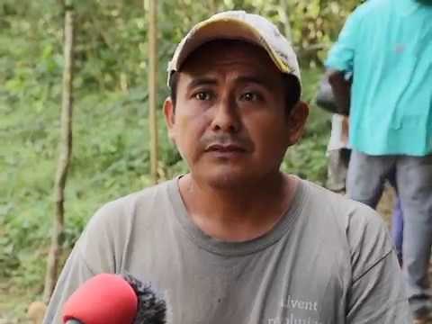 The Negative Impacts of Illegal Farming, Cattle Ranching on Cacao Farmers
