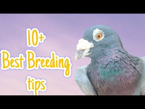 10+ pigeon breeding tips ever #pigeon #breedingtips