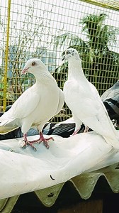 MERA DHARI KABUTAR. #follower #follow #pigeon #tips | Somnath Halder