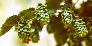 Cannabis-Free CBD may be More Effective than Regular CBD | Cannabis Sciences