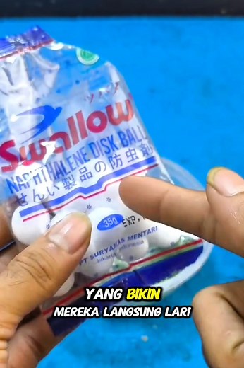 1.3M views · 10K reactions | Nggak Perlu Racun, Tikus Langsung Kabur Pakai Cara Ini! Modal 3 bahan dapur⁉️ #tikus #tipsdantrik #tutorial | Imam Hafizi | Facebook