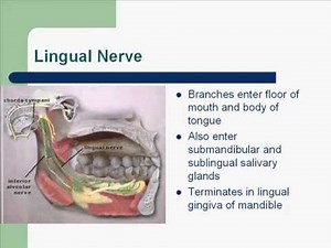 Trigeminal Nerve Mandibular Division