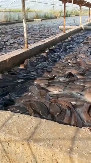 313K views · 2.9K reactions | "Les poissons : Fondamentaux pour...