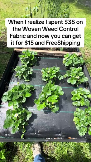 The Vevor fabric has truly proven to be weed-proof #farm #garden #work #tiktokshop