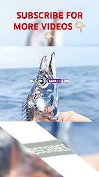 The Ghostly Blade of the Ocean – Meet the Hairtail Fish! #HairtailFish#Cutlassfish#OceanLife